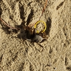 Unidentified Crab at Cairns City, QLD - 28 Jul 2024 by Mike