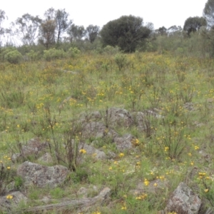 Xerochrysum viscosum at Conder, ACT - 7 Jan 2024