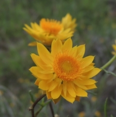 Xerochrysum viscosum at Conder, ACT - 7 Jan 2024