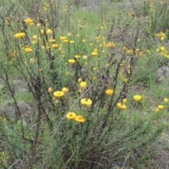 Xerochrysum viscosum at Conder, ACT - 7 Jan 2024