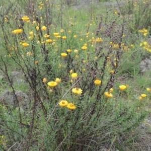 Xerochrysum viscosum at Conder, ACT - 7 Jan 2024