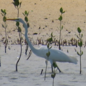 Ardea alba at Horn, QLD - 29 Jul 2024