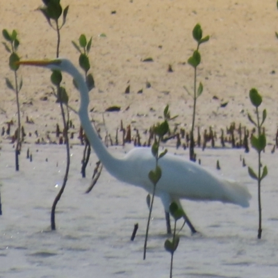 Ardea alba (Great Egret) at Horn, QLD - 29 Jul 2024 by lbradley