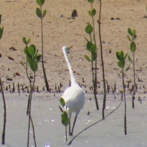 Ardea alba at Horn, QLD - 29 Jul 2024