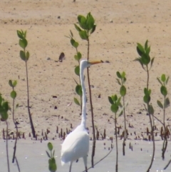 Ardea alba at Horn, QLD - 29 Jul 2024