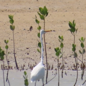 Ardea alba at Horn, QLD - 29 Jul 2024