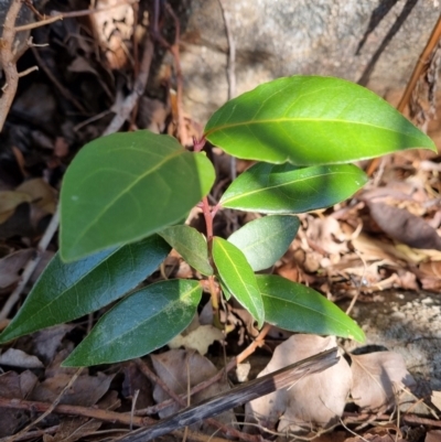 Laurus nobilis (Bay Tree) at Theodore, ACT - 29 Jul 2024 by VeraKurz