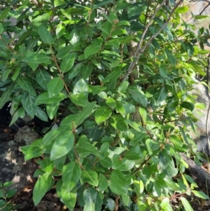 Viburnum tinus at Theodore, ACT - 29 Jul 2024