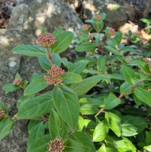 Viburnum tinus at Theodore, ACT - 29 Jul 2024