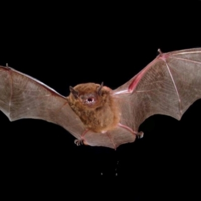 Scoteanax rueppellii (Greater Broad-nosed Bat) at Atherton, QLD - 6 Dec 2006 by MichaelBedingfield