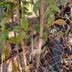 Nandina domestica (Sacred Bamboo) at Theodore, ACT - 29 Jul 2024 by VeraKurz