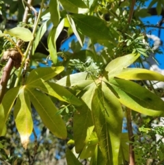 Passiflora caerulea (Blue Passionflower) at Theodore, ACT - 29 Jul 2024 by VeraKurz