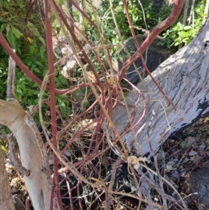 Passiflora caerulea at Theodore, ACT - 29 Jul 2024 11:29 AM