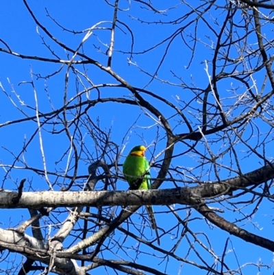 Polytelis swainsonii (Superb Parrot) at Wanniassa, ACT - 29 Jul 2024 by KathrineBz