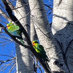 Polytelis swainsonii at Wanniassa, ACT - 29 Jul 2024