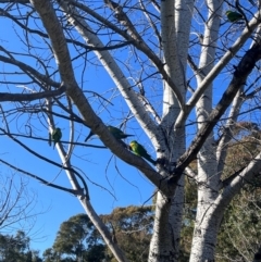 Polytelis swainsonii at Wanniassa, ACT - suppressed