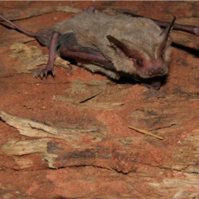 Setirostris eleryi (Bristle-faced Free-tailed Bat) at Cobar, NSW - 21 Oct 2023 by MichaelBedingfield