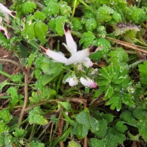 Fumaria capreolata at Denman Prospect, ACT - 27 Jul 2024