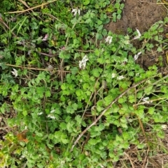 Fumaria capreolata at Denman Prospect, ACT - 27 Jul 2024