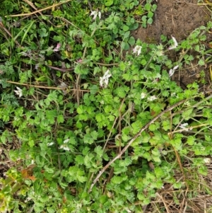 Fumaria capreolata at Denman Prospect, ACT - 27 Jul 2024