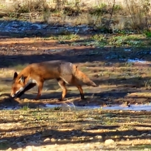 Vulpes vulpes at Denman Prospect, ACT - 29 Jul 2024 07:00 PM