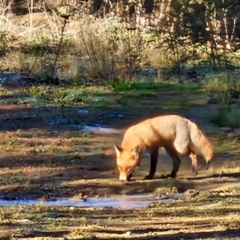 Vulpes vulpes at Denman Prospect, ACT - 29 Jul 2024