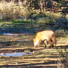 Vulpes vulpes at Denman Prospect, ACT - 29 Jul 2024 07:00 PM