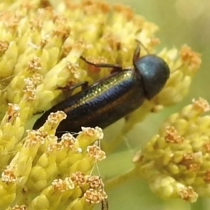 Melobasis vittata at Mittagong, NSW - 21 Jan 2023 01:11 PM