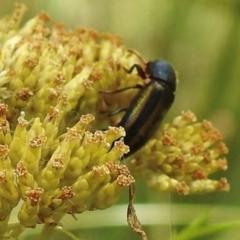 Melobasis vittata at Mittagong, NSW - 21 Jan 2023 01:11 PM