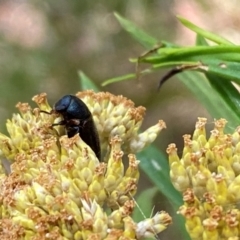 Melobasis vittata at Mittagong, NSW - 21 Jan 2023 01:11 PM