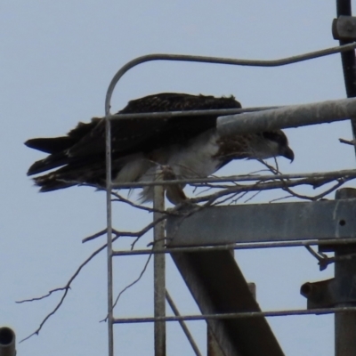 Pandion haliaetus (Osprey) at Thursday Island, QLD - 29 Jul 2024 by lbradley