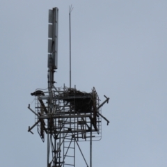 Pandion haliaetus at Thursday Island, QLD - 29 Jul 2024