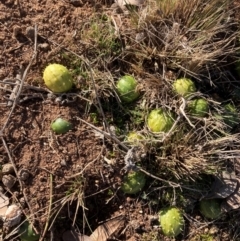 Cucumis myriocarpus (Prickly Paddy Melon) at Campbell, ACT - 29 Jul 2024 by SilkeSma