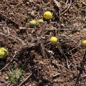 Cucumis myriocarpus at Campbell, ACT - 29 Jul 2024