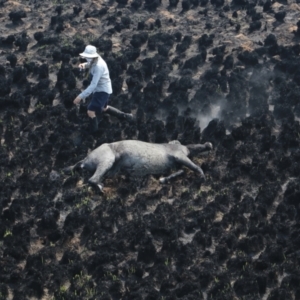 Equus caballus at Kiandra, NSW - 14 Jan 2020