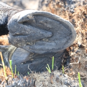 Equus caballus at Kiandra, NSW - suppressed