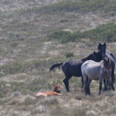 Equus caballus (Horse, Feral Horse) at Gooandra, NSW - 14 Jan 2020 by DonFletcher