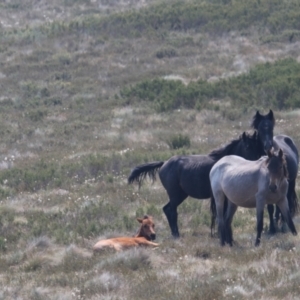 Equus caballus at Gooandra, NSW - 14 Jan 2020