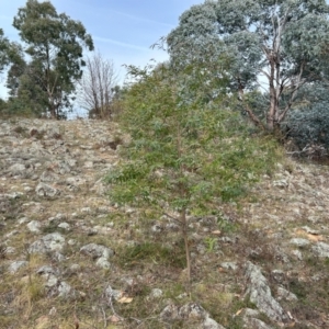 Eucalyptus elata at Greenway, ACT - 25 May 2024