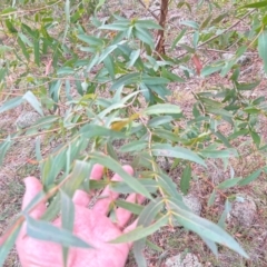 Eucalyptus elata at Greenway, ACT - 25 May 2024