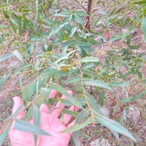 Eucalyptus elata at Greenway, ACT - 25 May 2024