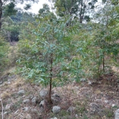 Eucalyptus elata at Greenway, ACT - 25 May 2024