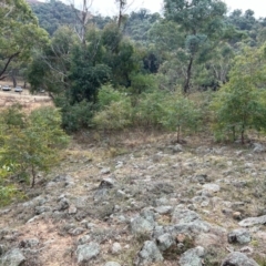 Eucalyptus elata at Greenway, ACT - 25 May 2024