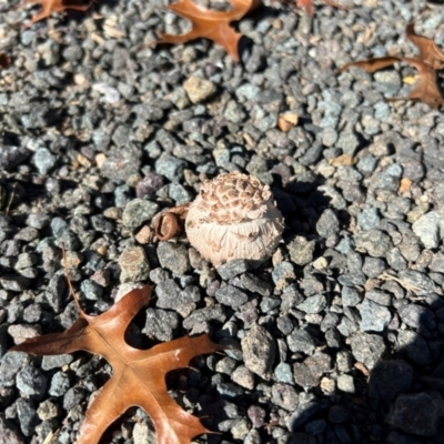 Unidentified Puffball & the like at Coree, ACT - 26 May 2024 by dwise