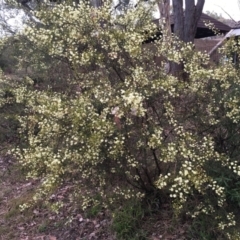 Acacia genistifolia (Early Wattle) at Cook, ACT - 17 Jul 2024 by dwise