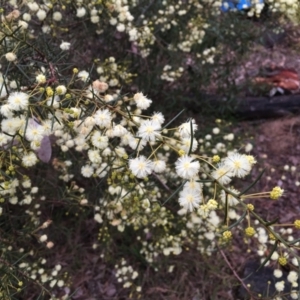 Acacia genistifolia at Cook, ACT - 17 Jul 2024