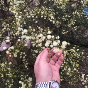 Acacia genistifolia at Cook, ACT - 17 Jul 2024