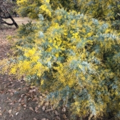 Acacia baileyana (Cootamundra Wattle, Golden Mimosa) at Yarralumla, ACT - 26 Jul 2024 by dwise