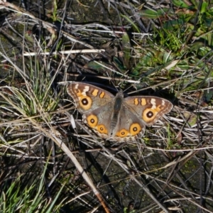 Junonia villida at Rendezvous Creek, ACT - 19 May 2021 11:10 AM