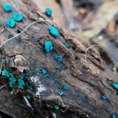 Chlorociboria at Kambah, ACT - 21 May 2021 by MB